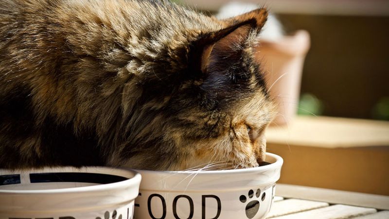 How to Choose Food for Your Cat