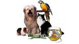 Bazmia Pet Supplies