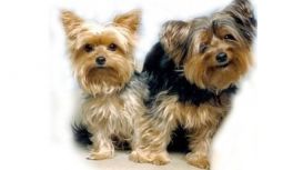 Dreams Pet Services Dreams Pet Services