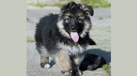 German Shepherd Puppies