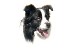 Jackie's Pet Foods & Accessories Jackie's Pet Foods & Accessories