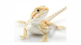 Birmingham Reptiles & Pets