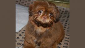 Shazelvia Imperial Shihtzus