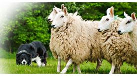 Working Sheepdog Website